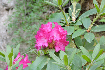 Pink rhododendron flowers and green leaves in close-up