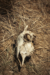 Bones of some mammals animals found outdoor in dried grass summer nature
