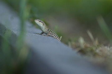 Wild lizard Lacerta agilis near human summer house in sunny day