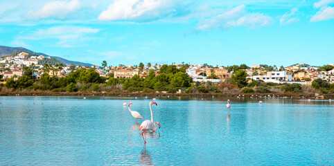 pink flamingo in blue water ( Calpe in Spain)
