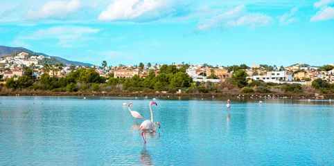 Wandaufkleber pink flamingo in blue water ( Calpe in Spain) © M.studio