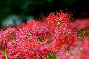 Close up of clustering red spider lilies