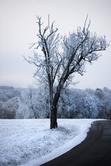 Frozen tree in a snow landscape next to a road in Germany