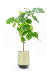 観葉植物、フィカス・ウンベラータの鉢植え【白背景】