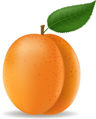 3d apricots fruit with leaf
