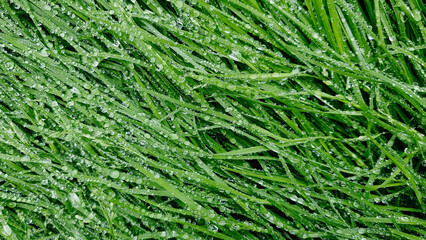 Water drops on fresh green grass background. Green grass background.