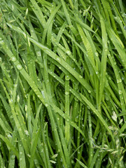 Fototapeta na wymiar Water drops on fresh green grass background. Green grass background.
