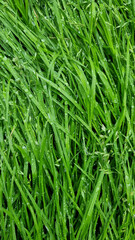 Fototapeta na wymiar Water drops on fresh green grass background. Green grass background.
