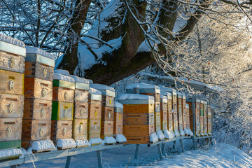 bee hives in winter - bee breeding (Apis mellifera) in beautiful winter sunny day