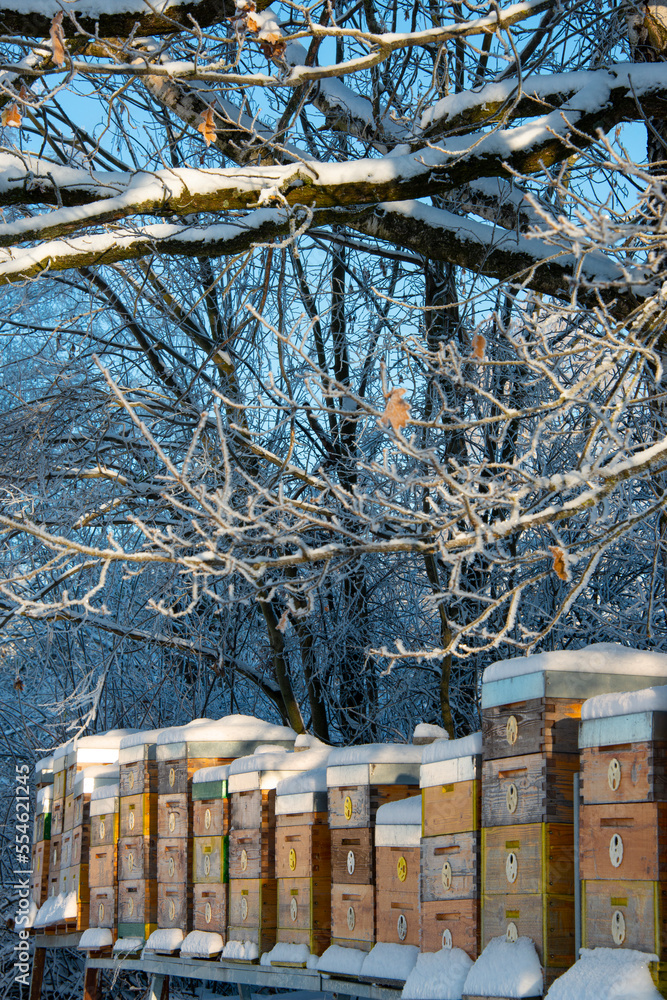 Poster bee hives in winter - bee breeding (apis mellifera) in beautiful winter sunny day