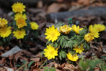 早春の花、フクジュソウ。