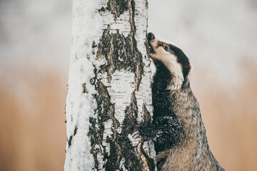 The European badger (Meles meles) harvests food from a tree trunk, portrait, close-up. Winter, lots of snow, cold. - obrazy, fototapety, plakaty