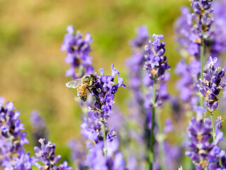 bee sucking nectar from lavender flower