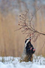 The European badger (Meles meles) is enjoying berries near the forest in a snowy landscape near the forest in winter.