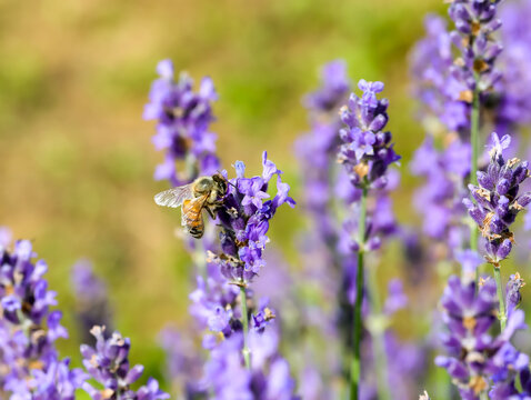 bee sucking nectar from lavender flower