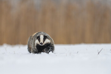 The European badger (Meles meles) in a snowy landscape near a forest in winter. Facing the camera.