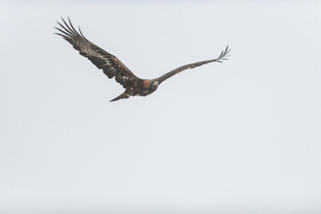 The golden eagle (Aquila chrysaetos) flying in the sky, isolated on the background.