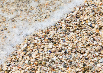 background of hundreds of thousands of seashells by the sea