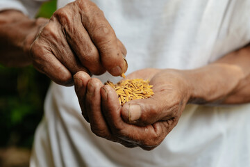 Hand holding on seed ,Seeding,Seedling,Agriculture. rice seed