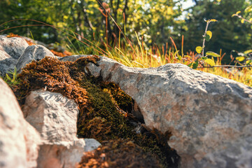 Macro photo of a rock with moss which looks like a natural tiny bridge