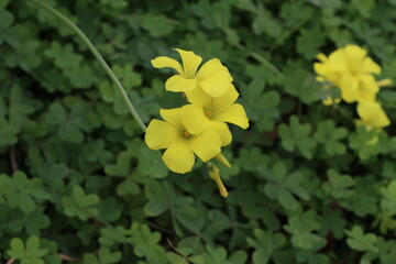 早春の花。世田谷の多摩川土手に咲く野草。オオキカタバミ。