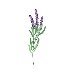 Obraz premium Lavender flower logo. Botanical hand drawn vintage floral collection