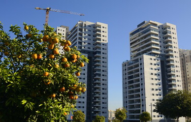 Modern high-rise residential buildings under blue sky. Tree with orange fruits in the foreground....