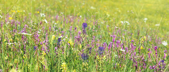 Colorful blooming meadow in summer with lots of wild flowers