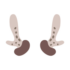 Horns and antlers vector illustration. Horns of wild young deer as trophies isolated on white background. Wildlife, hunting concept