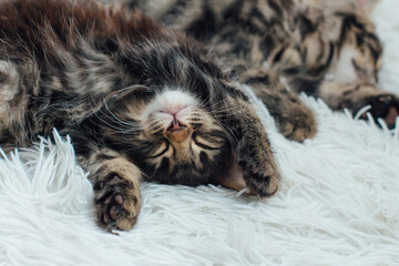 Cute dark grey charcoal long-haired bengal kitten laying on a furry blanket.