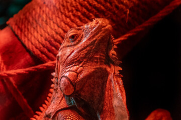 Portrait of an iguana in the light of a red lamp. Reptile lizard. Serious animal. Exotic iguana....