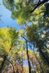 Fototapeta premium autumn in the forest