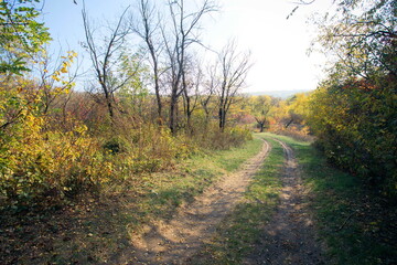 Fototapeta na wymiar road in the autumn forest