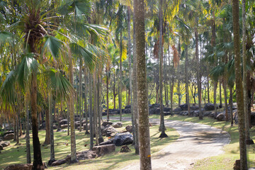 Botanical garden green branches of plant pot