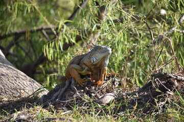 Green Iguana resting 