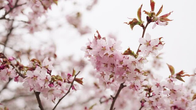 Slow motion background of pink cherry blossom