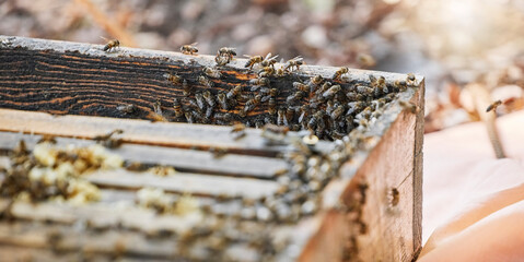Bees with wood box, bee farming and natural, beeswax and honeycomb for honey production,...