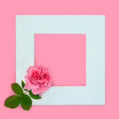 Pink rose flower Valentines or Mothers Day, birthday, bridal, anniversary background frame. Minimal nature beauty floral romantic concept with white square border. On pink, flat lay, copy space.
