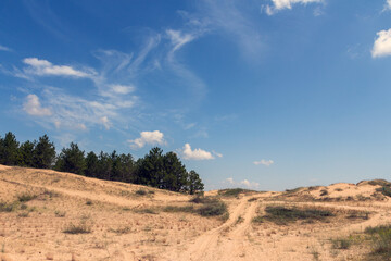 Christmas trees on the edge of the desert 