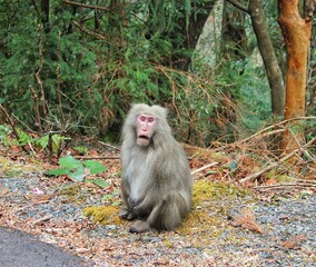 Yakushima's sad-looking monkey
