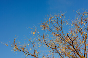 日本の岡山県岡山市の秋の美しい風景