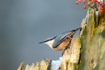 Nuthatch, Scientific name: Sitta Europaea. Close up of a Nuthatch in winter, facing left and perching on a tree stump with snow and berries.  Space for copy.  Horizontal.