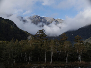 白樺の森と穂高連峰