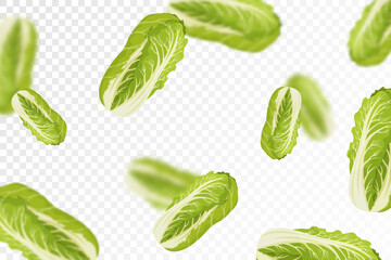 Chinese cabbage background. Flying or falling fresh cabbage isolated on transparent background. Can be used for advertising, packaging, banner, poster, print. Flat design. Vector illustration