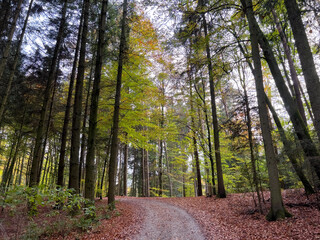 Obraz premium Lonely Bavarian Autumn forest path to reload batteries and reduce stress 