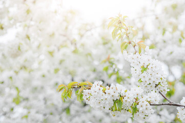 Blooming trees close up. White spring flowers on trees