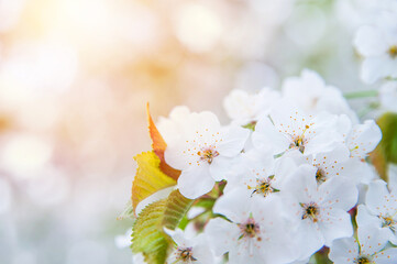 Blooming trees close up. White spring flowers on trees