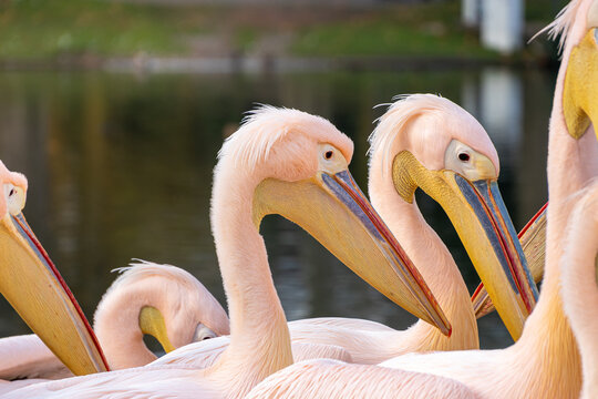 A closeup shot of pink pelicans isolated on green nature background