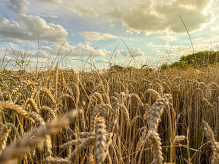 Blick aus einem Weizenfeld. Warme Farben, blauer Himmel mit Wolken