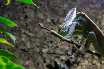 A Yemen chameleon climbing on a branch and looking back